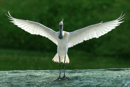 Spoonbill steady_P.Karunakaran