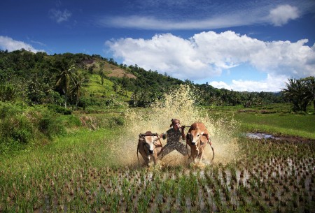 Pacu Jawi