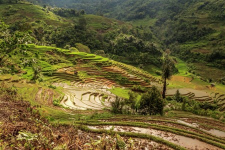 pemandangan sawah dari atas bukit.