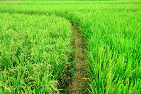 Hijau Sawah Indonesia