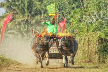 Mekepung (Buffalo Races )
