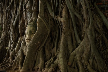Buddha in the Roots