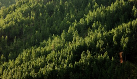 Beauty of pine trees