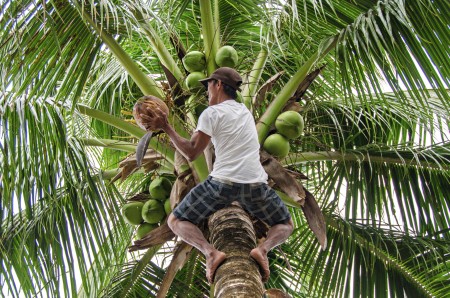 Coconut Farmer