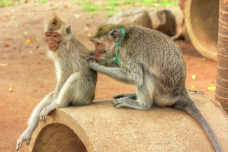 looking for lice