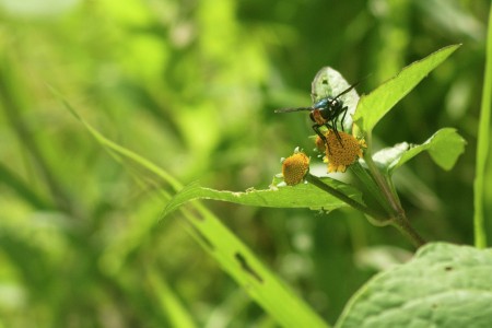 Pollen Hunter