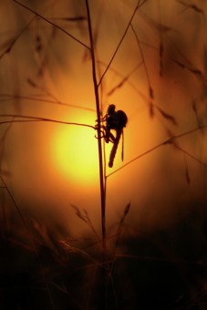 Twilight