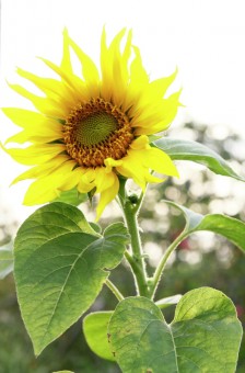 Sun Flower