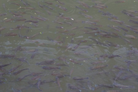 The world of Fish