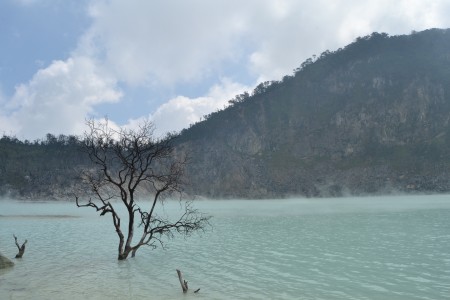 The Leafless Tree