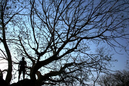 HUMAN TREE
