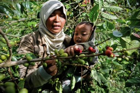  Petani kopi