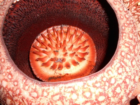 The Red of Rafflesia Arnoldii flower