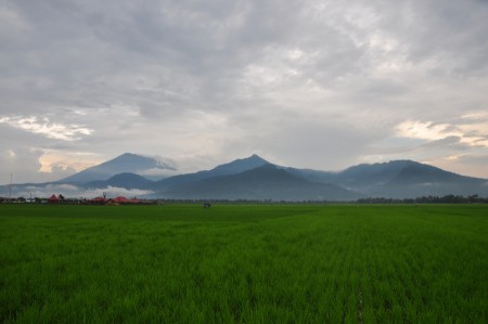 Sawah