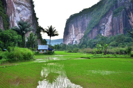 Harau