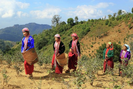 PA LAUNG Ladie's Tea Plants Croping Time