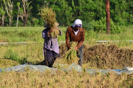 Harvest
