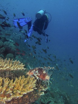 Resting Lion Fish