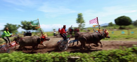 Balapan Kerbau (Mekepung)
