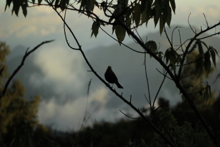kiyai jalak