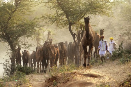 Caravan