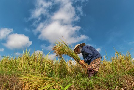Rice harvesting