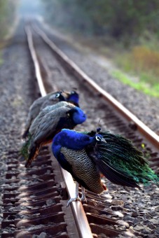 Rest on Track