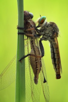 the robberfly eat owlfly
