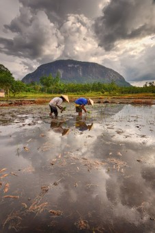 MENANAM PADI