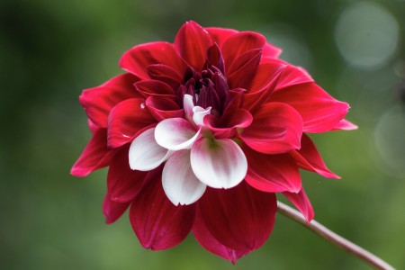 Two Colors of Dahlia