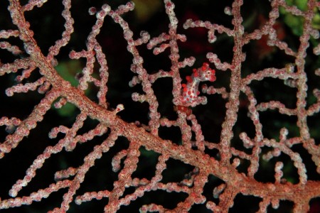 Pigmy Seahorse