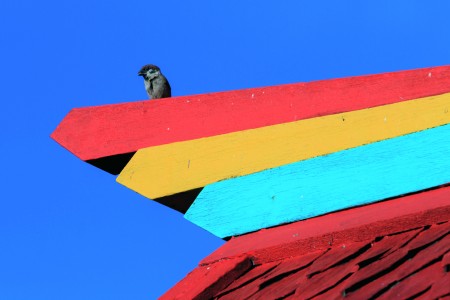 Colorful World