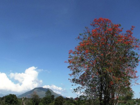 Exotic trees of Simalungun