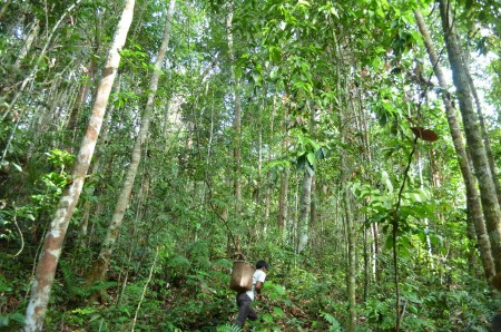 Man of Forest