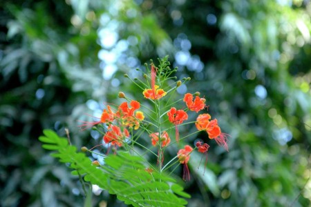 Delonix regia