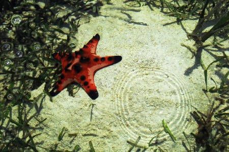 bintang laut