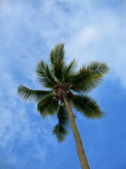 Rayuan Pohon Kelapa