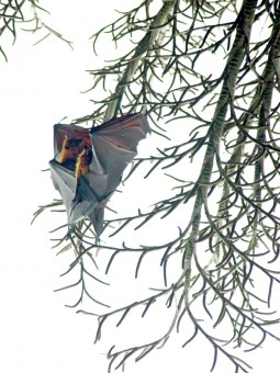 Bats cuddling in Anambas