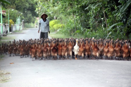 Pasukan Bebek