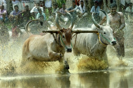 Bull race_P.Karunakaran