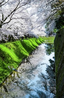 Sakura in Kenrokuen Garden