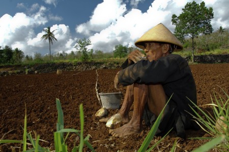Petani menanti hujan