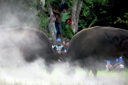Laga Sapi