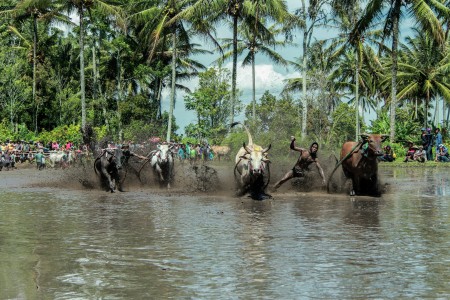 pacu jawi