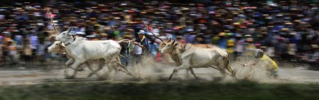 Cow Racing