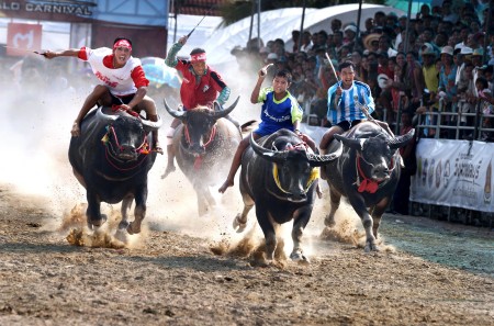 Thai Bufffalo Race