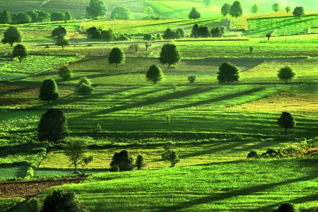 green and shadows