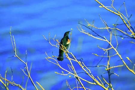 Burung