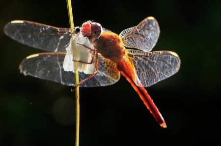 Dragonfly with Kill