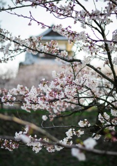 Castle Behind Sakura